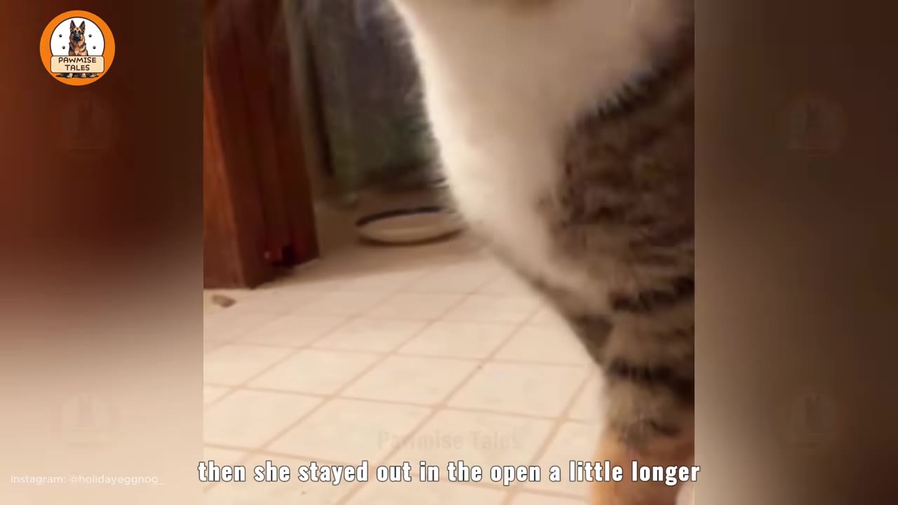 A close-up shot of a tabby and white cat standing on a tiled bathroom floor.