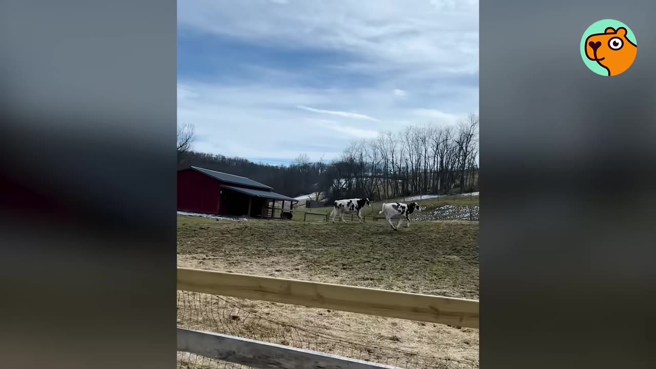 Two black and white cows running together in a grassy pasture with a red barn in the background.
