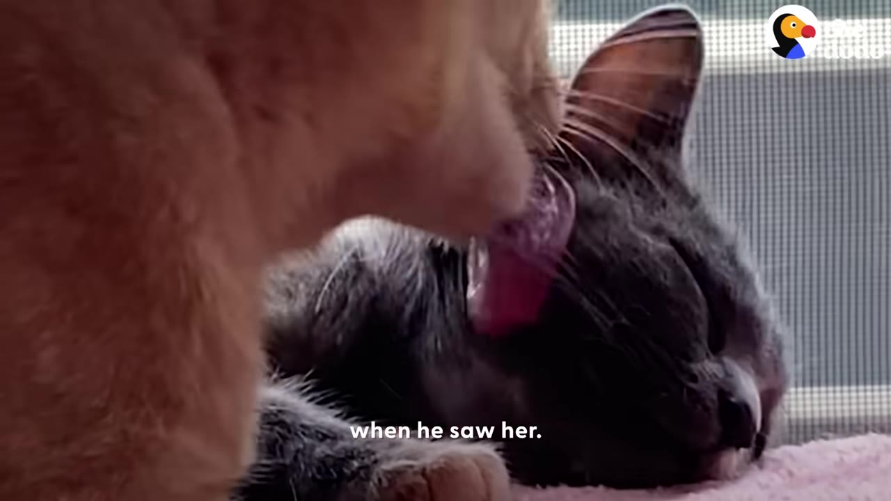 An orange cat gently licks the ear of a grey cat who is lying down near a window screen.