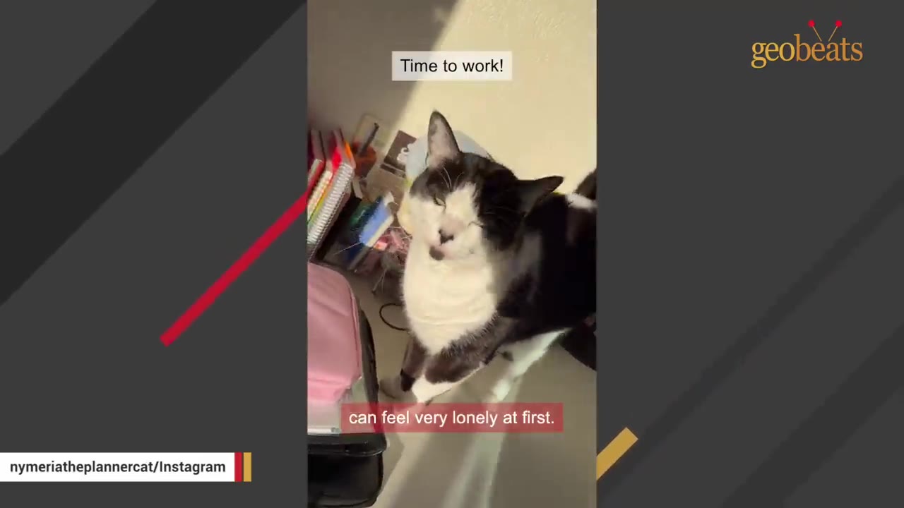 A black and white cat stands on a desk in a home office next to notebooks and planners.