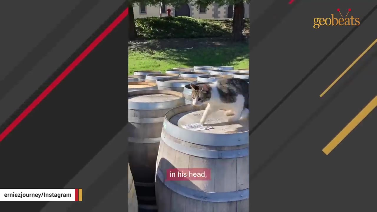 A brown and white cat named Ernie walking across the top of wooden barrels outdoors.