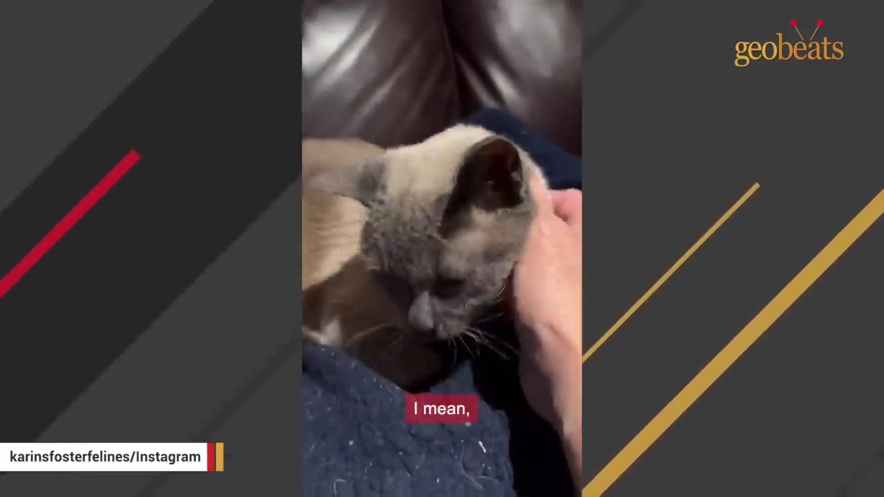 A senior Siamese-mix cat sitting on a person's lap while being gently petted on the neck.