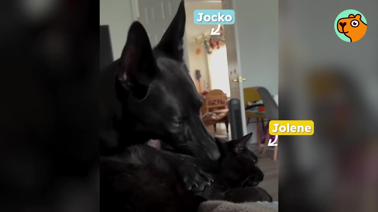 A large black dog named Jocko gently nuzzles a black cat named Jolene as they cuddle together indoors.