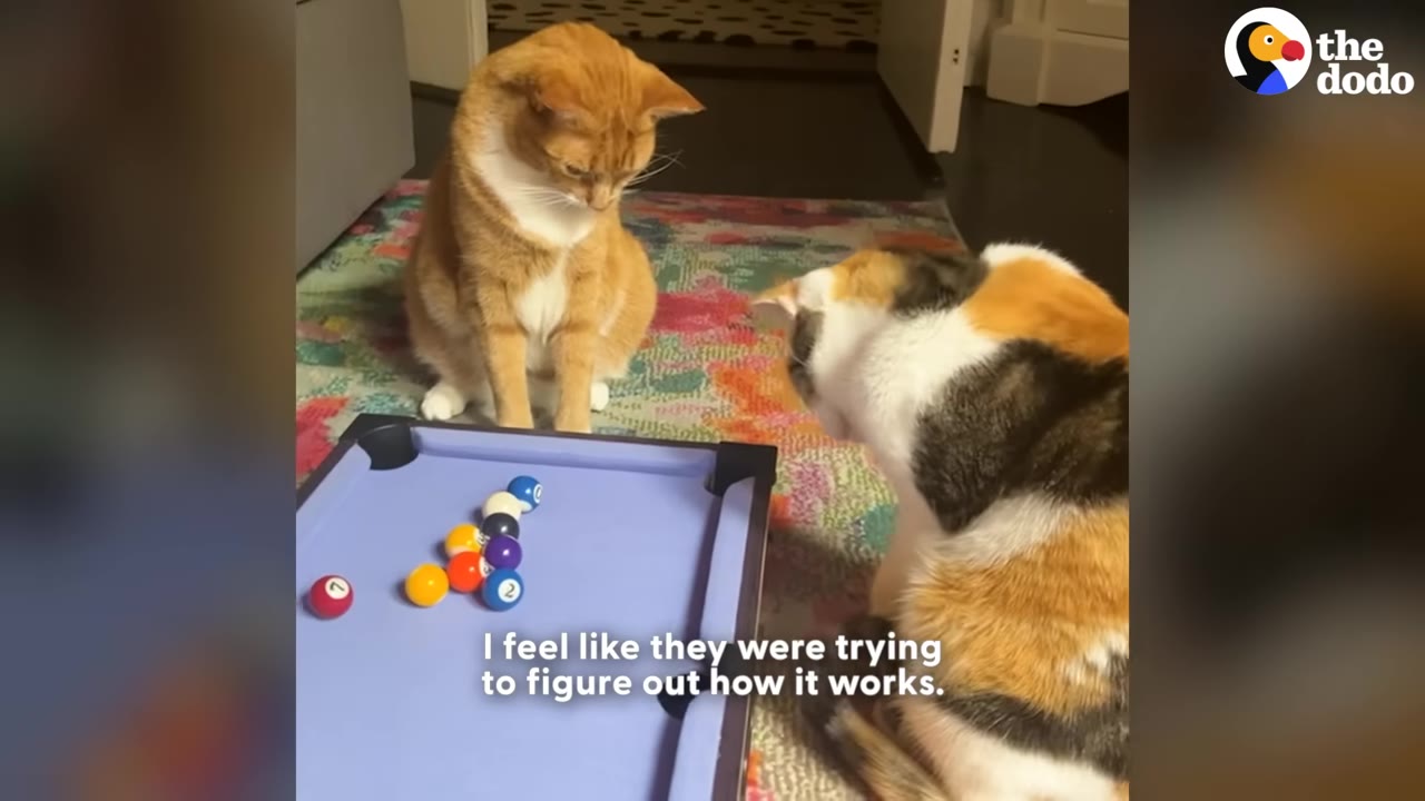 An orange and white cat and a calico cat sit on a colorful rug, looking intently at a miniature pool table with small billiard balls on it.