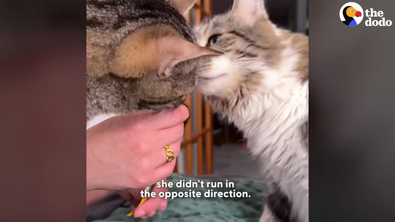A close-up shot of two cats gently touching noses while a person's hand holds a treat nearby.