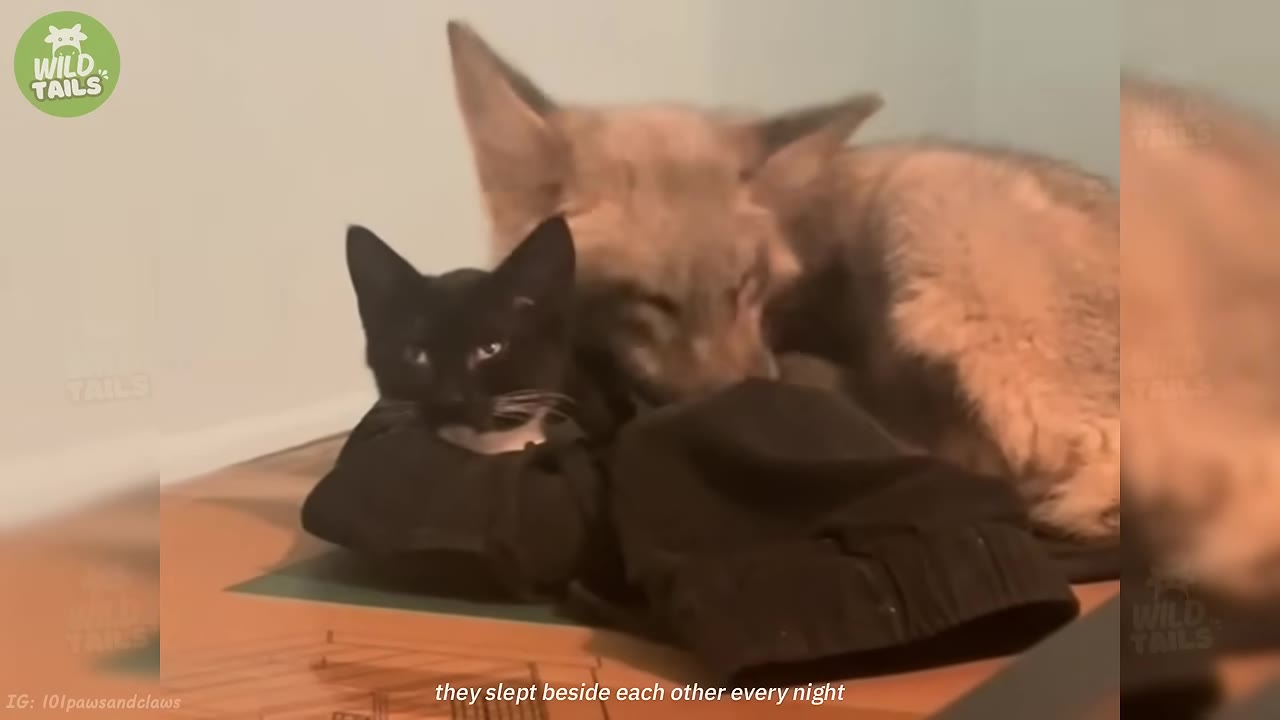 A black kitten rests on a dark piece of clothing while a young fox lies down closely behind it, resting its head near the kitten.
