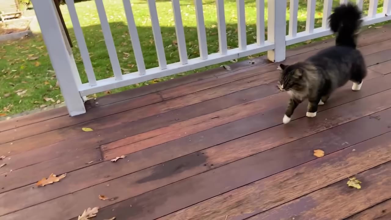 A fluffy long-haired tabby cat with white paws walks along a wooden deck next to a white railing.