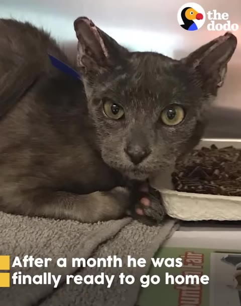 A close-up shot of a grey kitten with large green eyes sitting on a grey towel, with text overlay reading 'After a month he was finally ready to go home'.