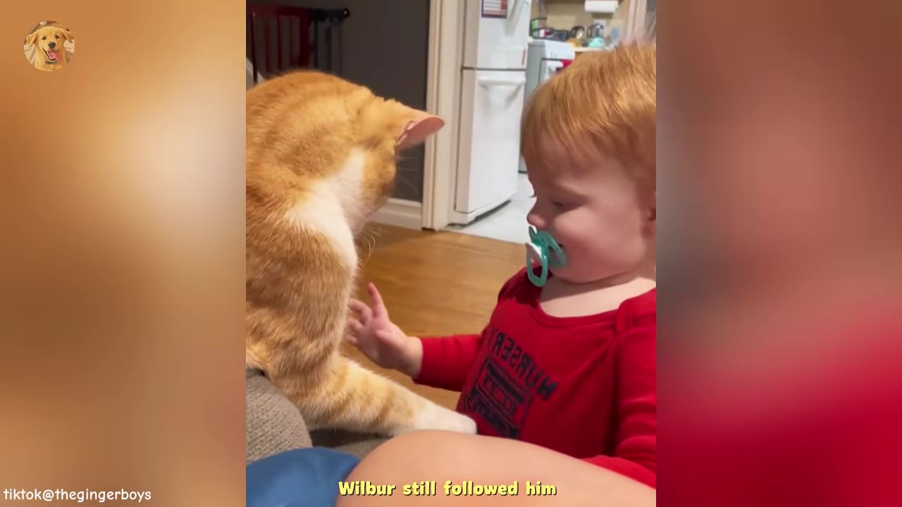 A young red-haired toddler wearing a red shirt and a pacifier reaches out to pet an orange and white cat sitting next to him.