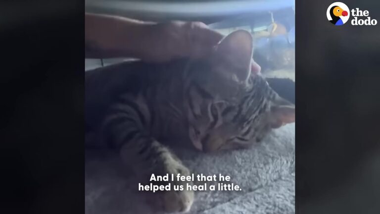 Woman Saves Cat From Scorching Highway In California, Then A Sudden Tragedy Changes Everything