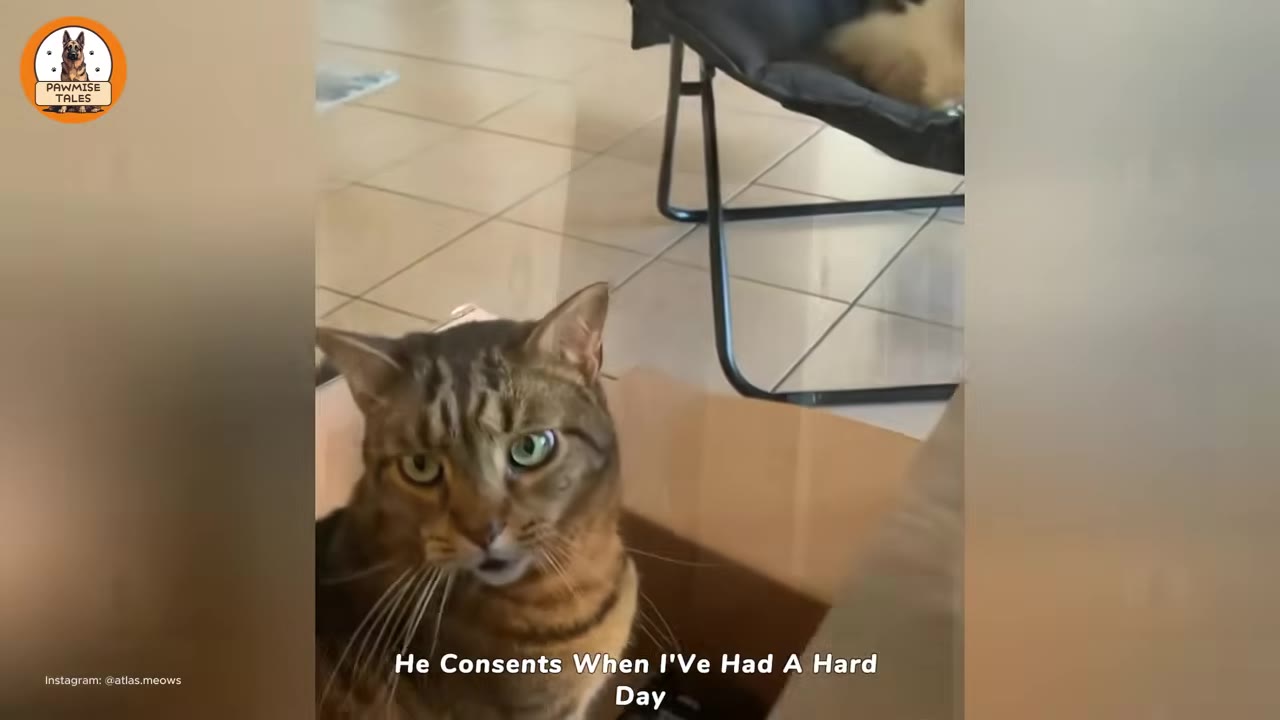 A close-up of a brown tabby cat looking directly at the camera, with text overlay that reads 'He Comforts When I've Had A Hard Day'.