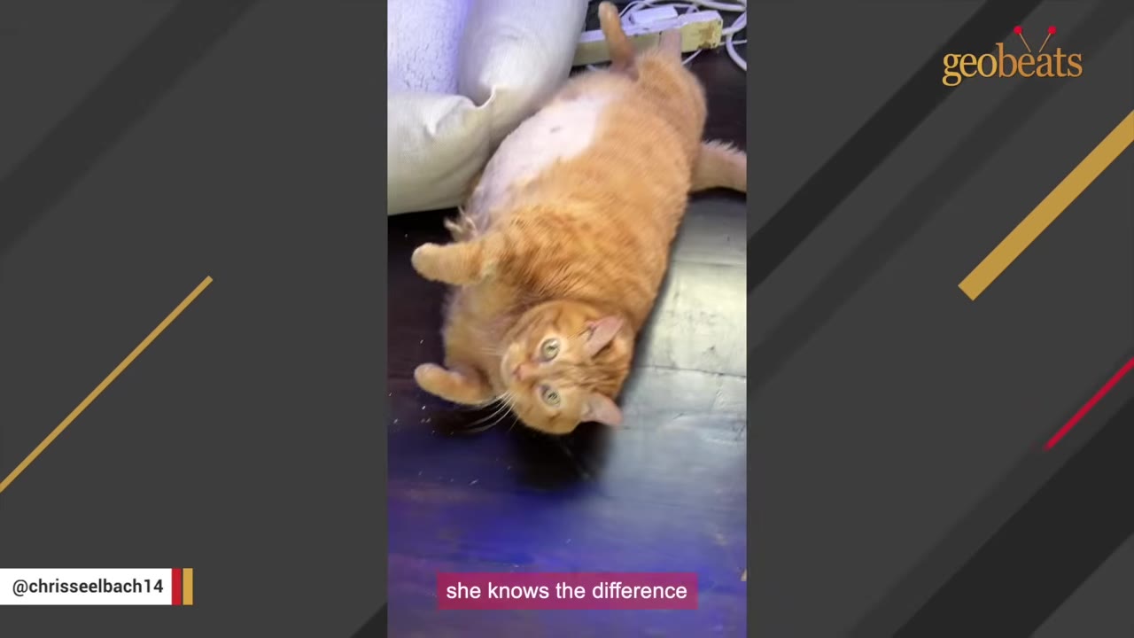 An orange tabby cat lying on its back on a dark wooden floor, looking up with wide eyes.