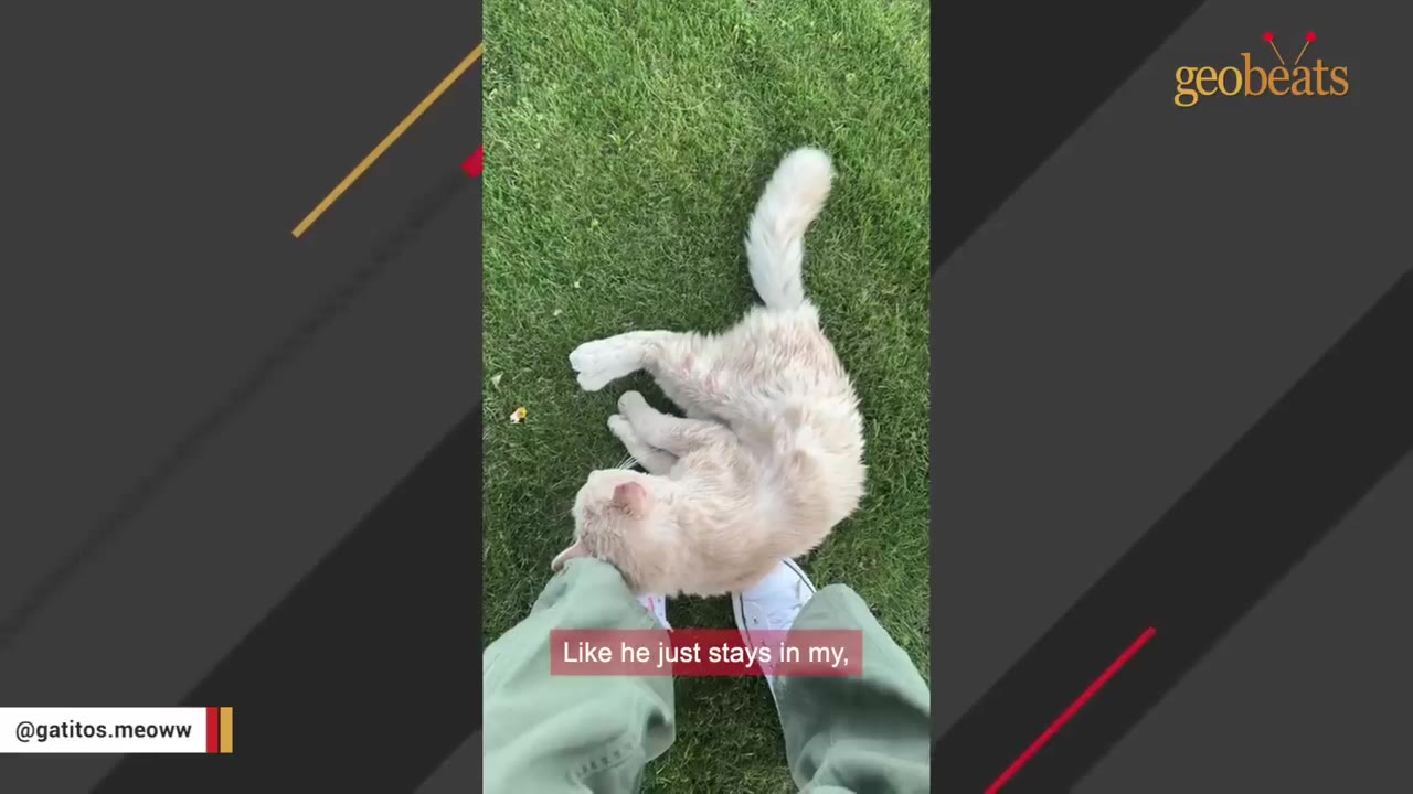 A light-colored cat lies on green grass, rubbing its head against the foot of a person wearing green pants and white sneakers.