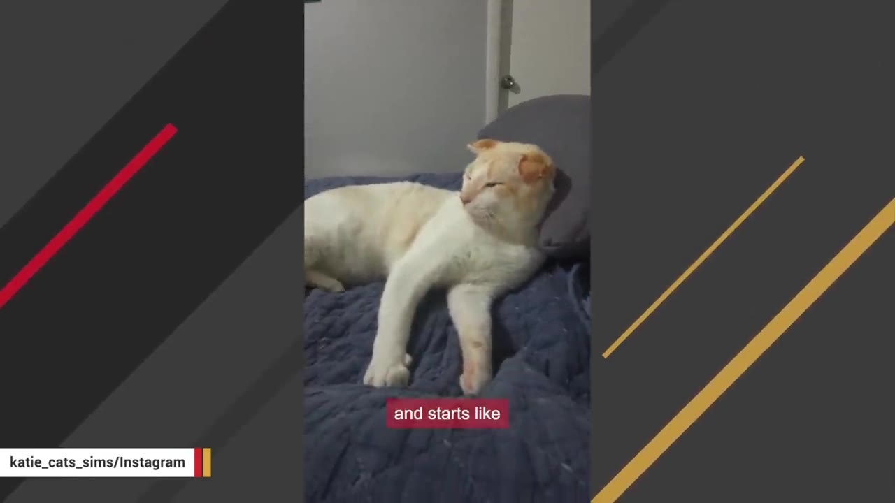 A light-colored cat with orange markings relaxes comfortably on a blue bed indoors, resting its head near a grey pillow.