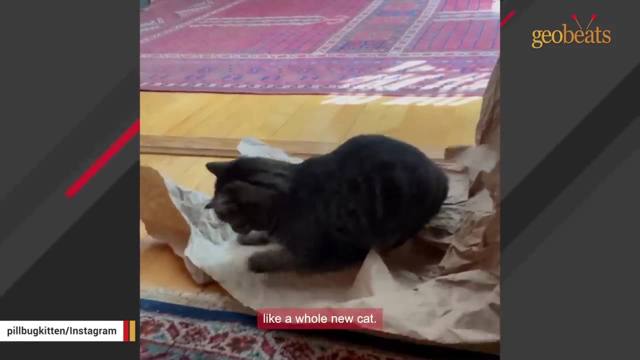 A dark tabby cat plays energetically on crumpled brown packing paper on a wooden floor.