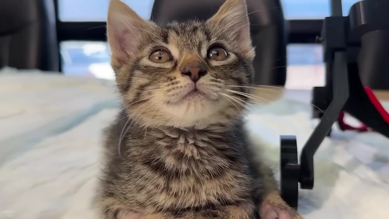 A close-up of a small tabby kitten looking upward with bright eyes, sitting next to a black mobility device.