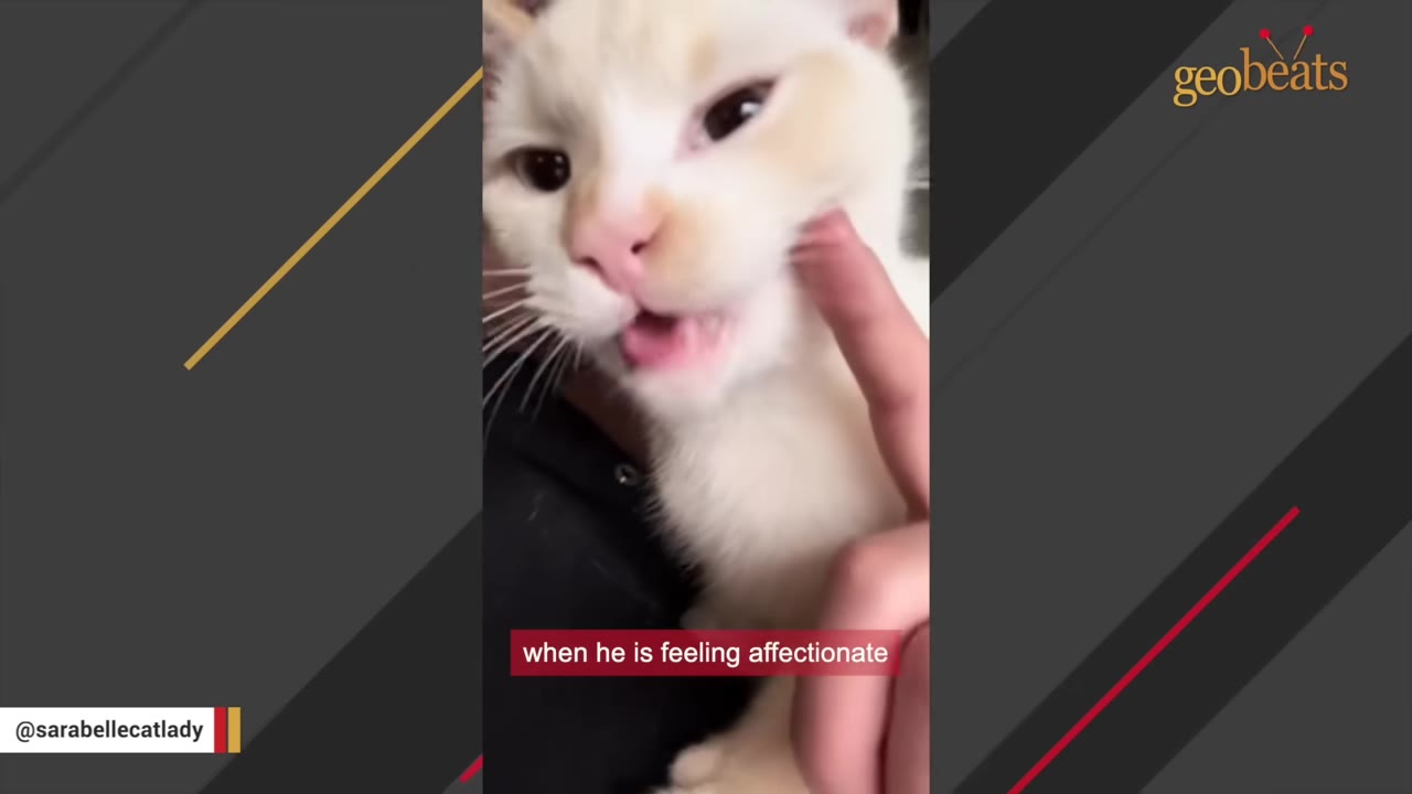 A close-up of a white and cream-colored cat being gently petted on the cheek by a person's finger.