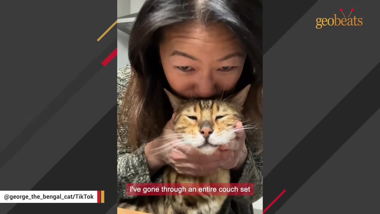 A woman kisses a Bengal cat on the head as she gently cradles his face in her hands.