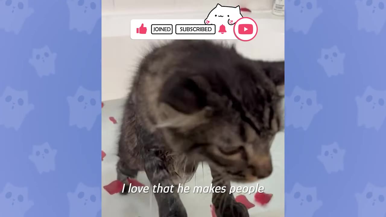 A close-up of a wet tabby cat standing in a bathtub with red petals, with a subtitle that reads 'I love that he makes people'.