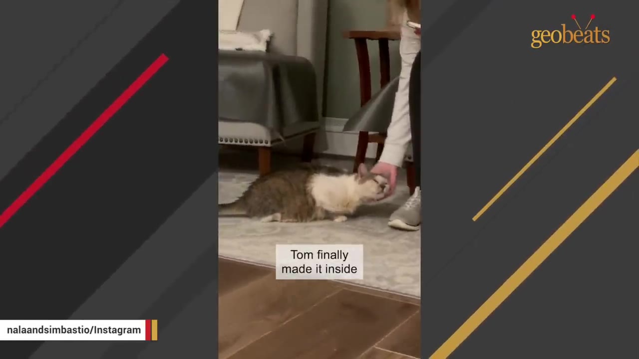 A fluffy brown and white cat named Tom sits on a grey rug inside a house, leaning into a person's hand as they gently pet his head.