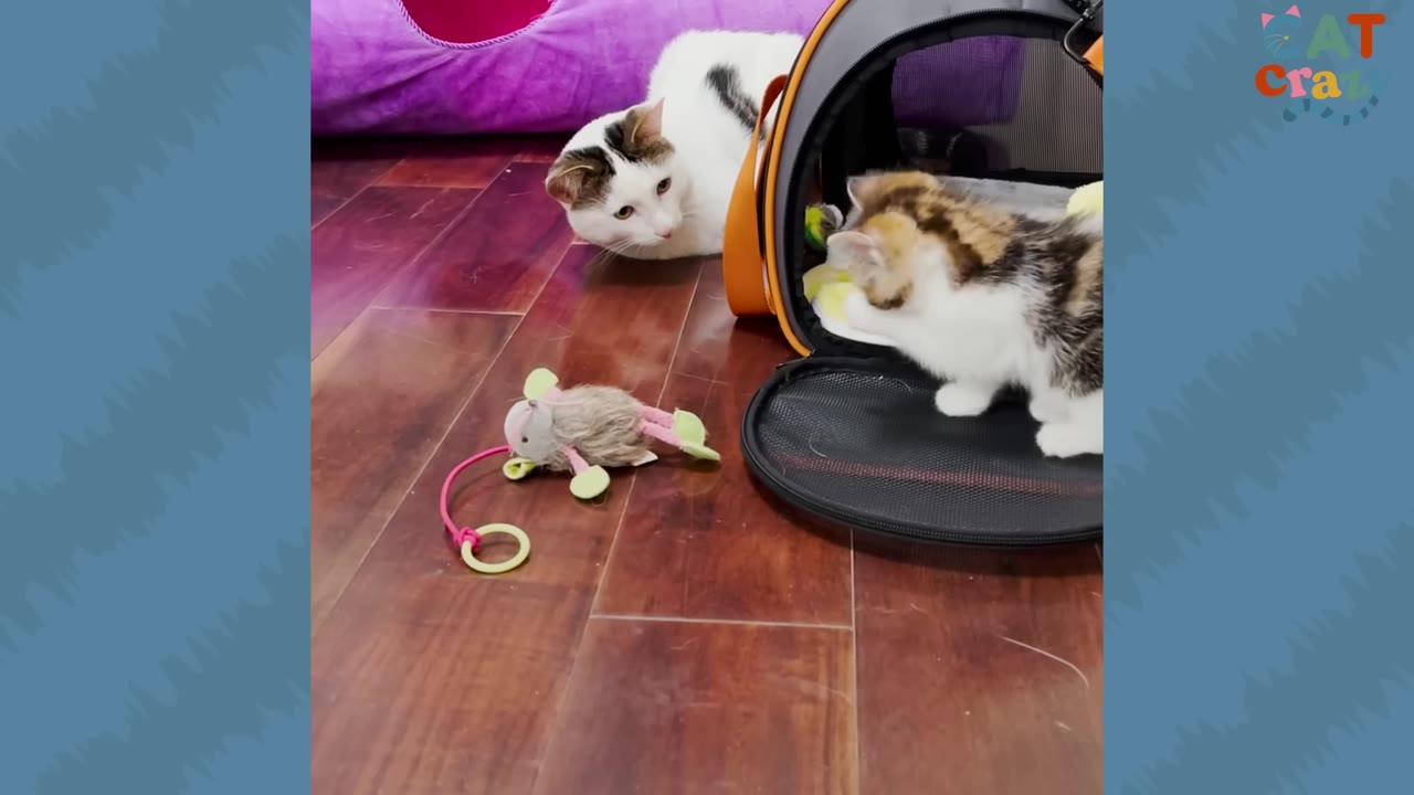 A white cat with black patches on its head and back peers intently at a small calico kitten sitting inside an open pet carrier on a wooden floor.