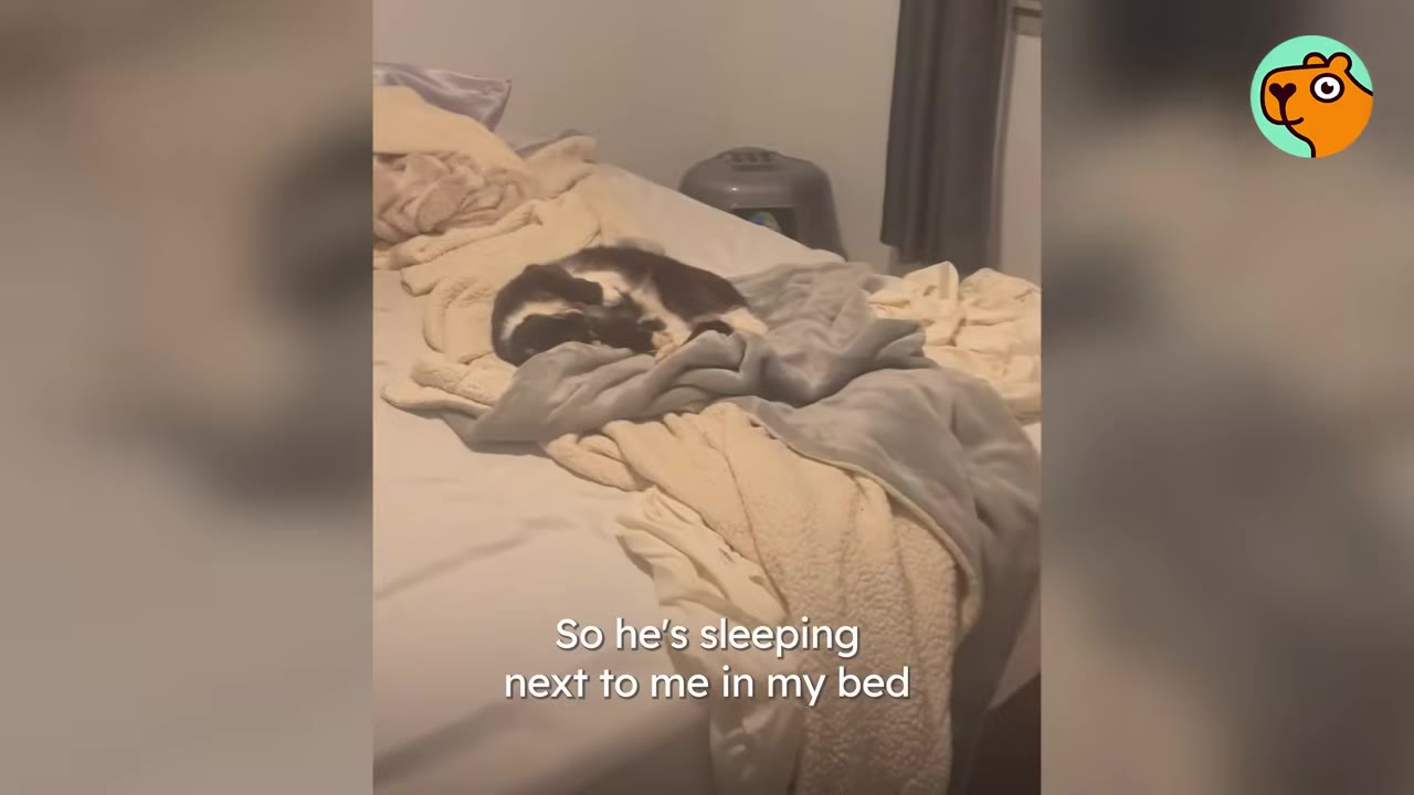 A black and white cat curled up sleeping on a bed surrounded by blankets.