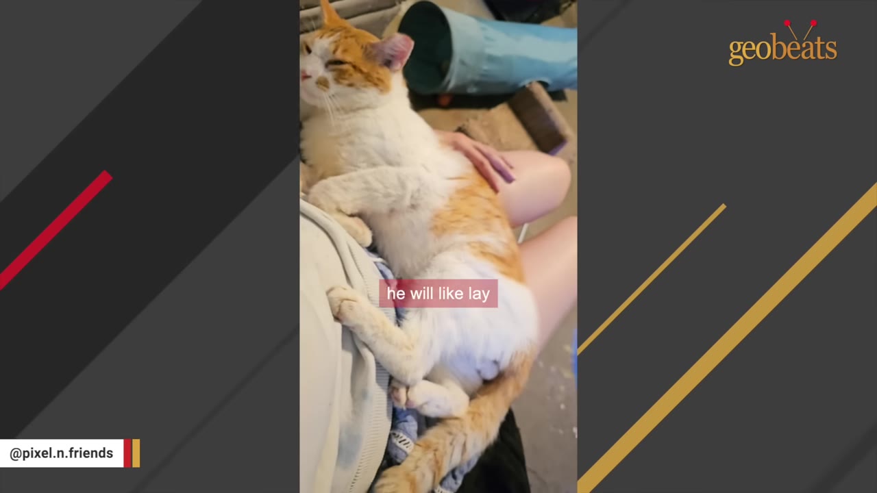 An orange and white cat lies contentedly on a person's lap with its eyes closed.