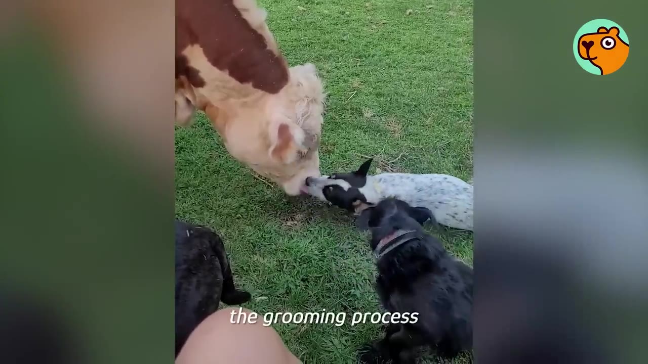 A brown and white calf licks a spotted dog lying on the grass, while a black dog watches nearby.