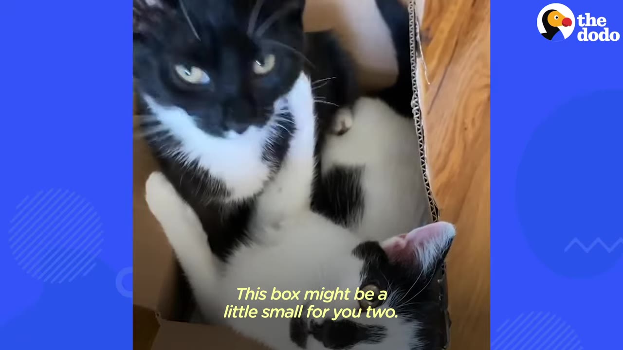 A black-and-white cat and a white-and-black cat squeezed together inside a small cardboard box.