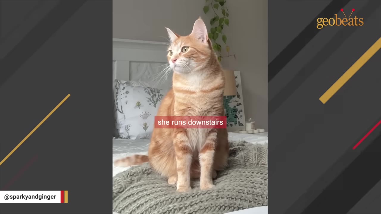 An orange tabby cat sitting upright on a bed with a grey knit blanket, looking off to the side.