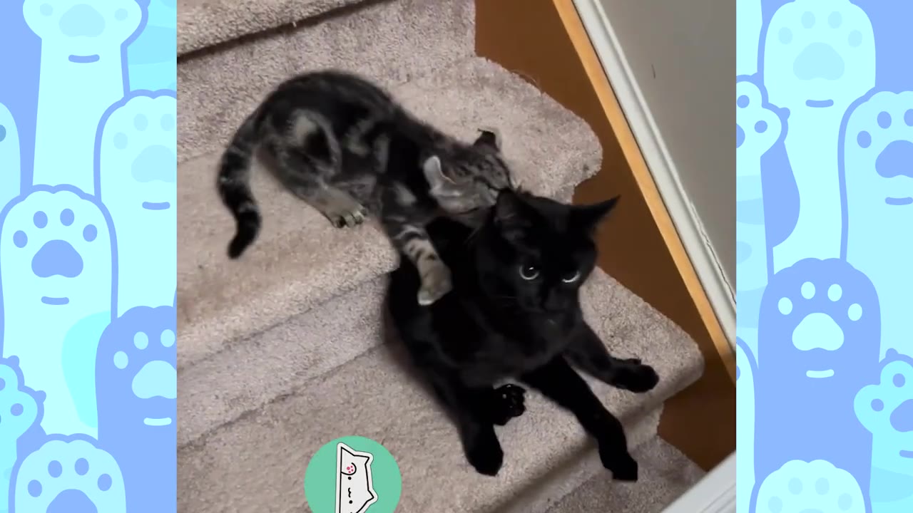 A small tabby kitten plays with a larger black cat on carpeted stairs.
