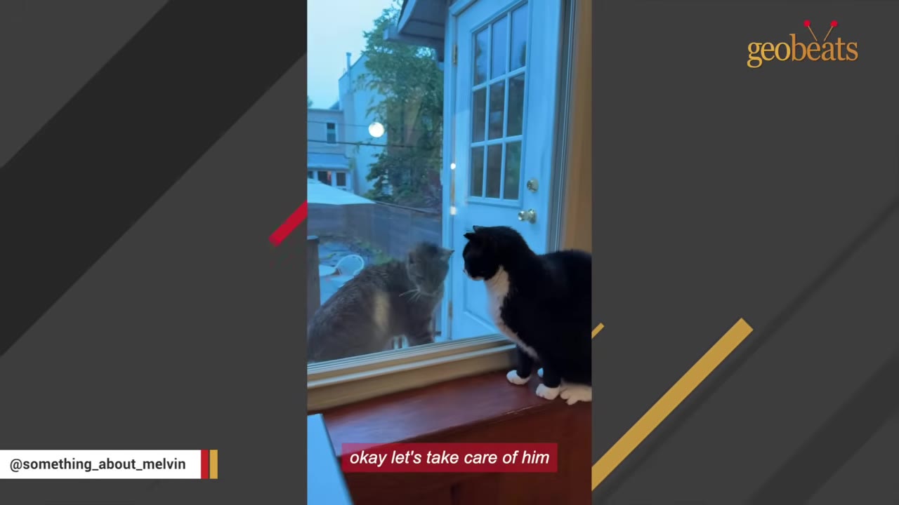 A black and white cat stands on an indoor windowsill, looking through a glass door at a grey cat outside.