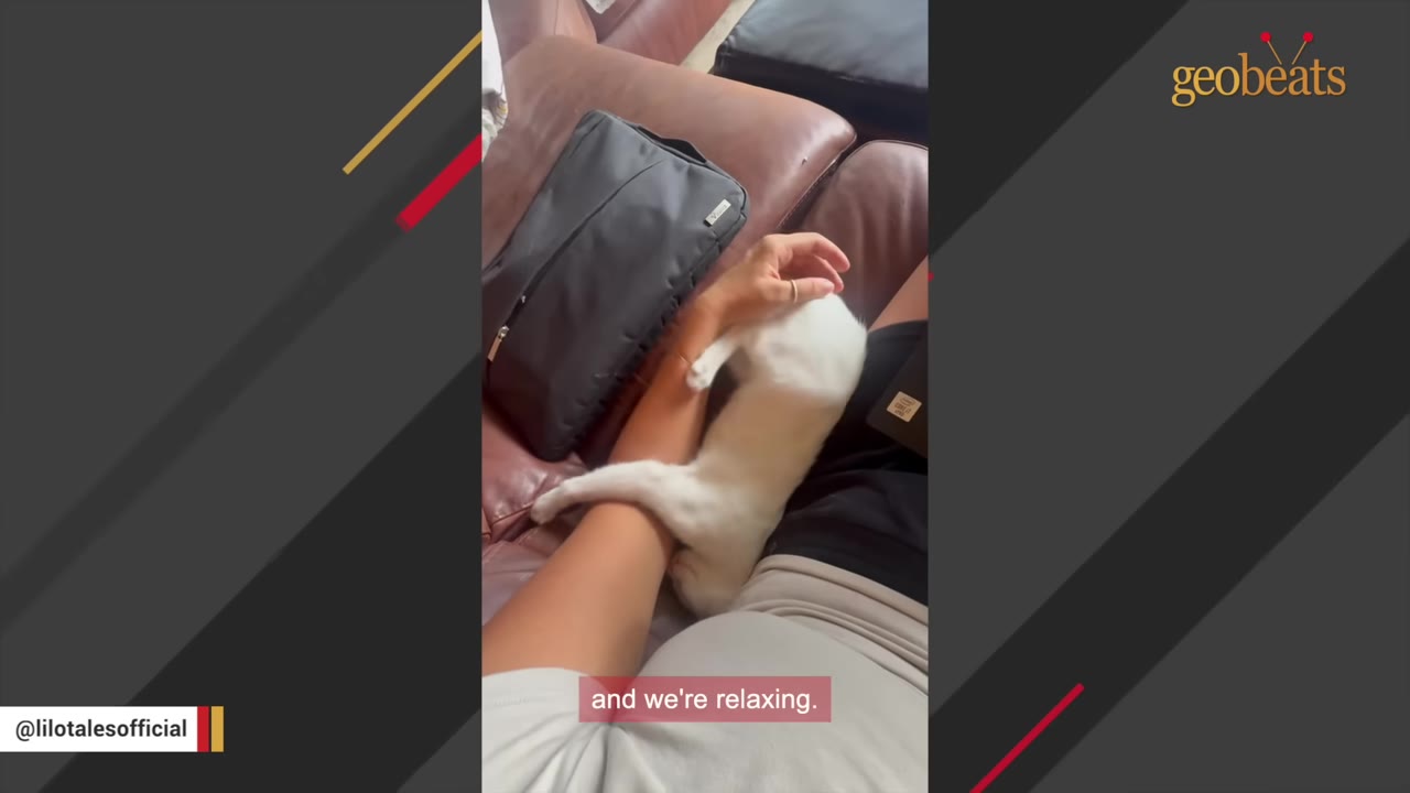 A white cat wraps its paws around a person's arm while resting on a brown leather couch.