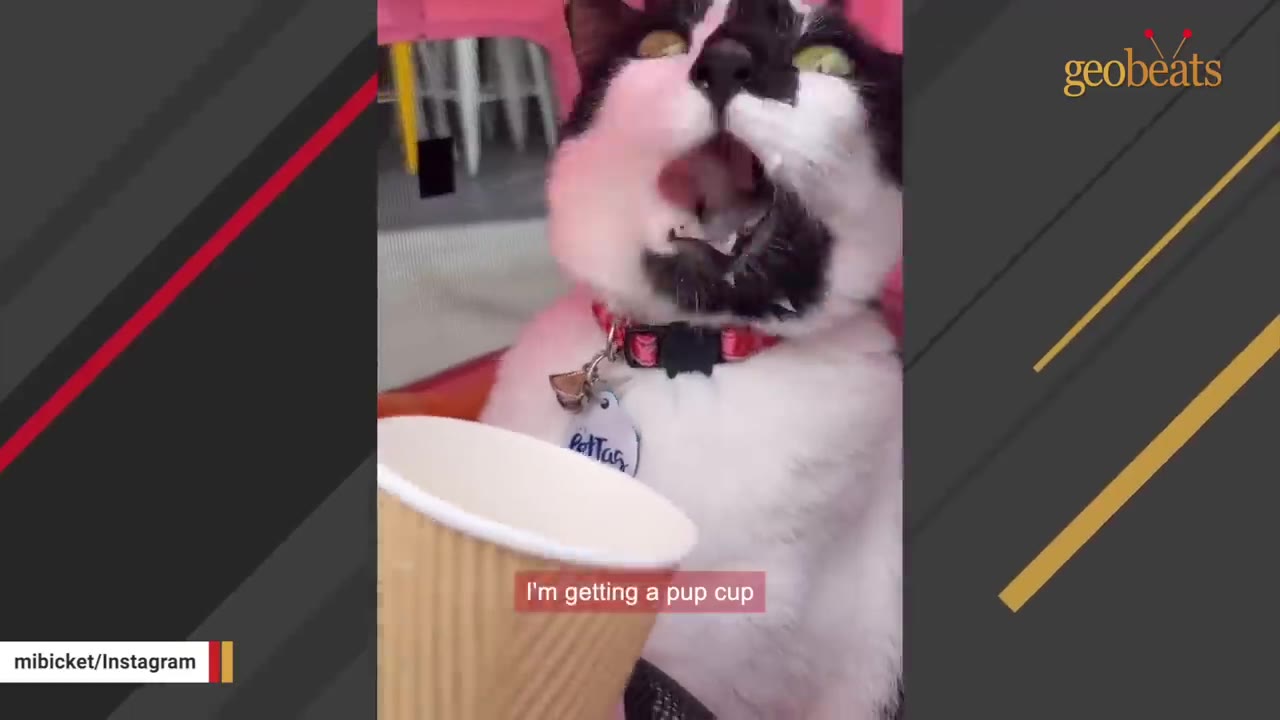 A black and white cat with a pink collar and tag looks up with its mouth wide open in excitement next to a small paper cup.