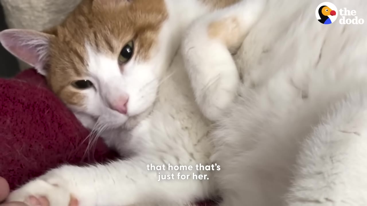 An orange and white cat lies down comfortably, looking directly at the camera with a calm expression.