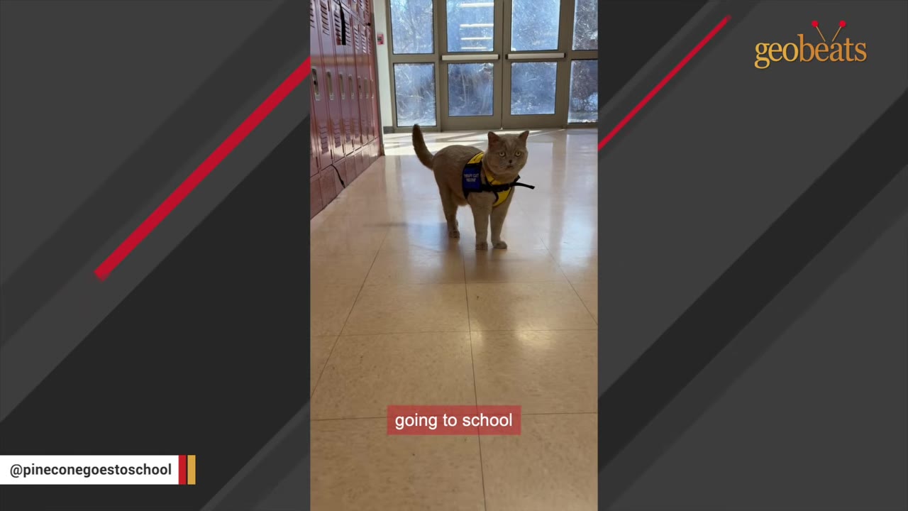 A grey British Shorthair cat wearing a yellow and blue therapy vest stands in a school hallway with red lockers in the background.