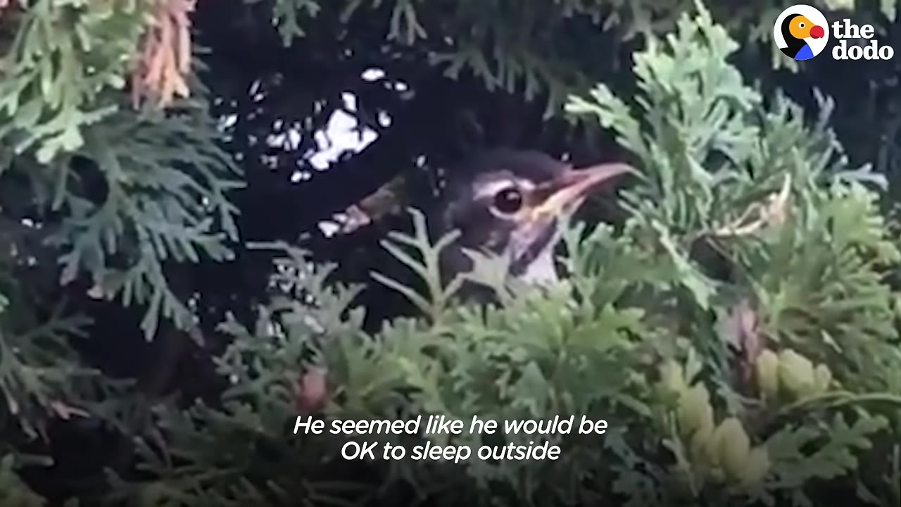 A close-up of a young robin nestled among the green branches of a cedar bush.