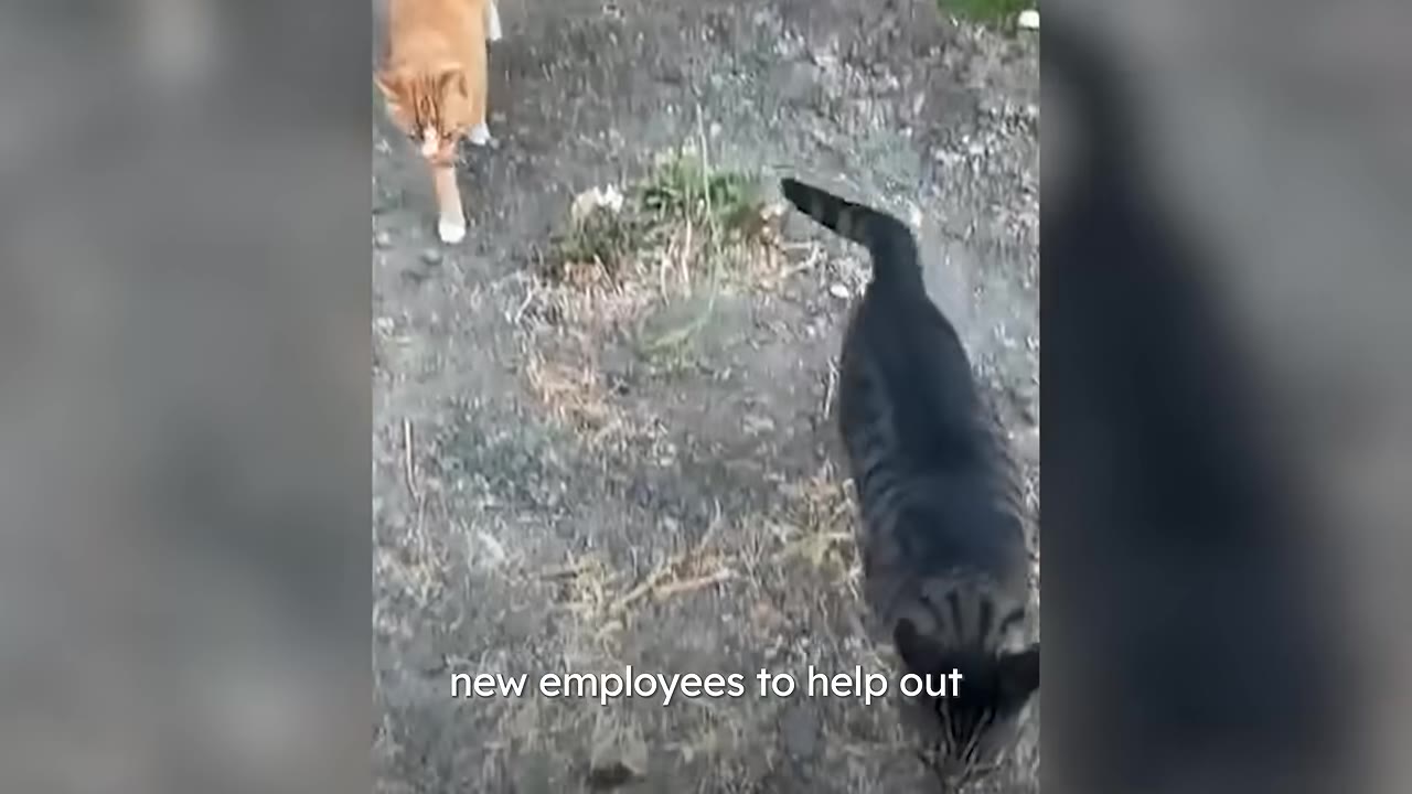 A tabby cat walks on a dirt path followed by an orange cat, with text overlay reading 'new employees to help out'.