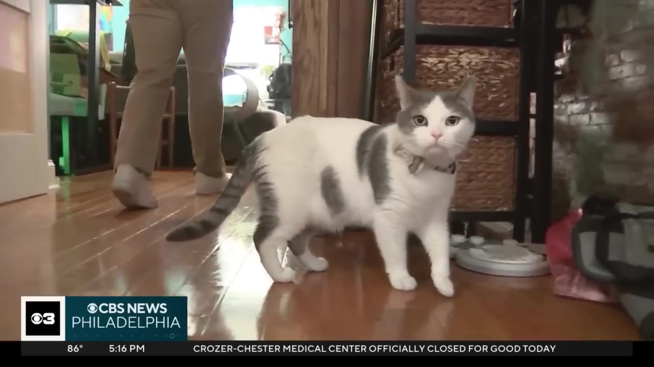 A grey and white cat with a collar standing on a polished wooden floor inside a home.