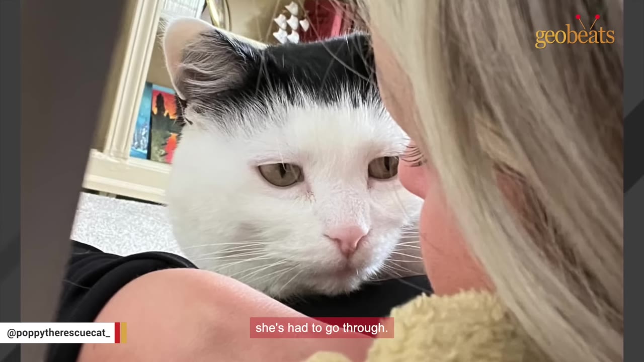 A close-up shot of a black and white cat looking affectionately at a blonde woman.