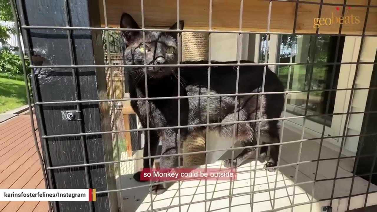 A black cat stands inside a secure outdoor wire catio, looking out with wide eyes.