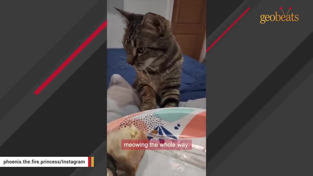 A tabby cat sits on a blue bed, looking down attentively next to a colorful plate.