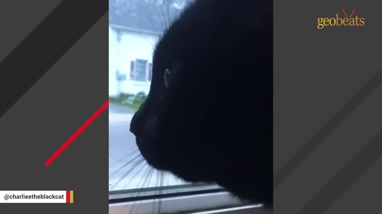 A close-up profile of a black cat looking out of a window.