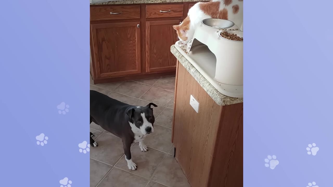 An orange and white cat eats from a raised bowl on a kitchen counter while a black and white dog stands on the tiled floor below, looking up.
