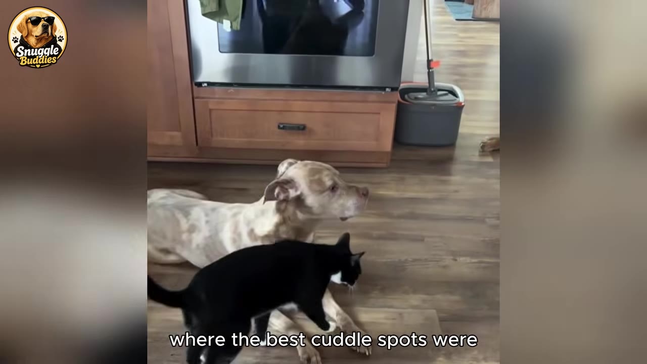A light-colored, spotted dog lies on a wooden floor while a black-and-white cat walks beside it.
