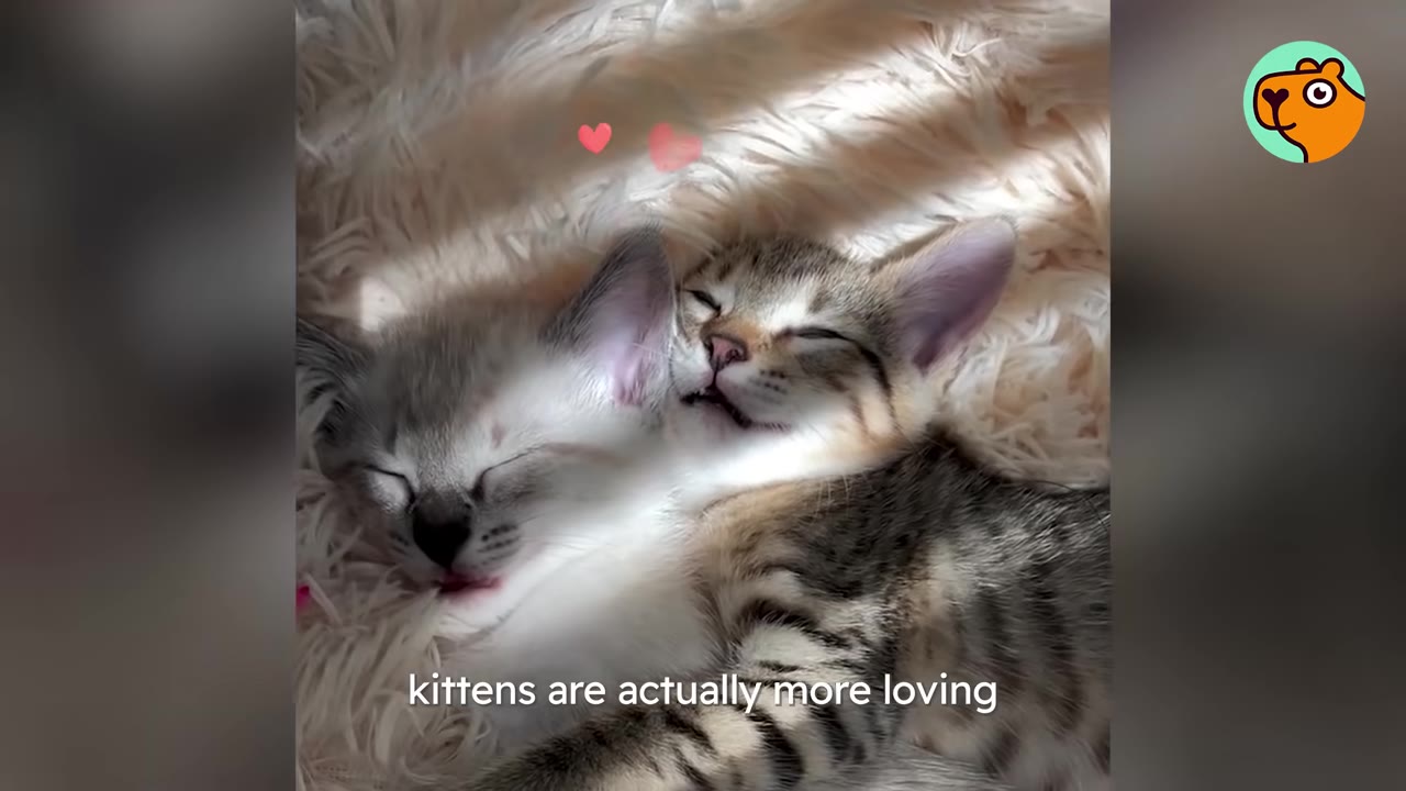 Two small kittens, one light grey and one tabby, cuddle together asleep on a fluffy white blanket.