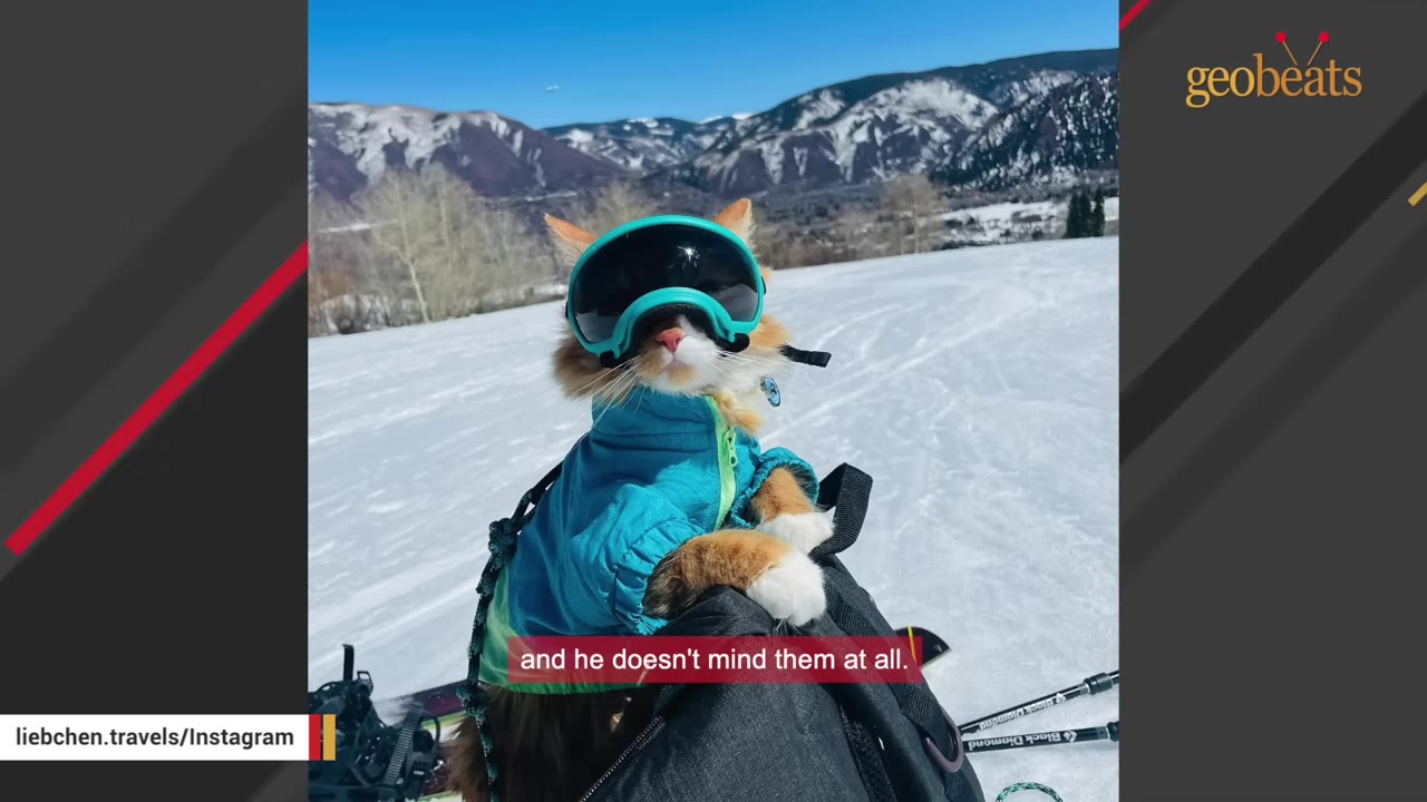 A fluffy orange and white cat wearing a blue winter jacket and large teal ski goggles sits on top of a black backpack in a snowy mountain landscape.