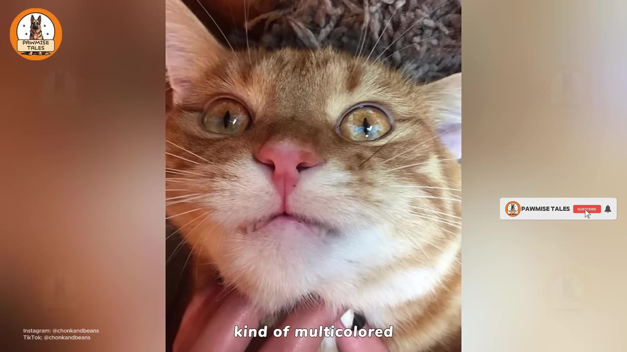 A close-up of an orange cat's face, showing his large, multicolored eyes with shades of orange and blue.