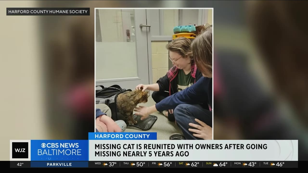A brown tabby cat stepping out of a black pet carrier as two people reach out to gently pet it on the floor of a room.