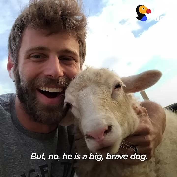 A smiling man with a beard holds a white sheep close to his face, with a caption that reads, 'But, no, he is a big, brave dog.'